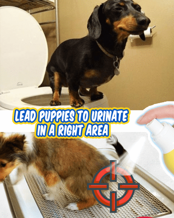 Pet Toilet Training